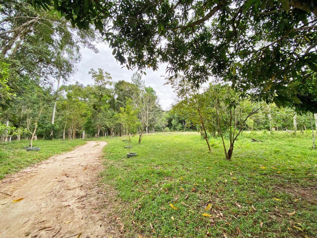 Industrial em Cerro Azul - PR, no bairro Cerro Azul - Referência AR0004-GIMOB