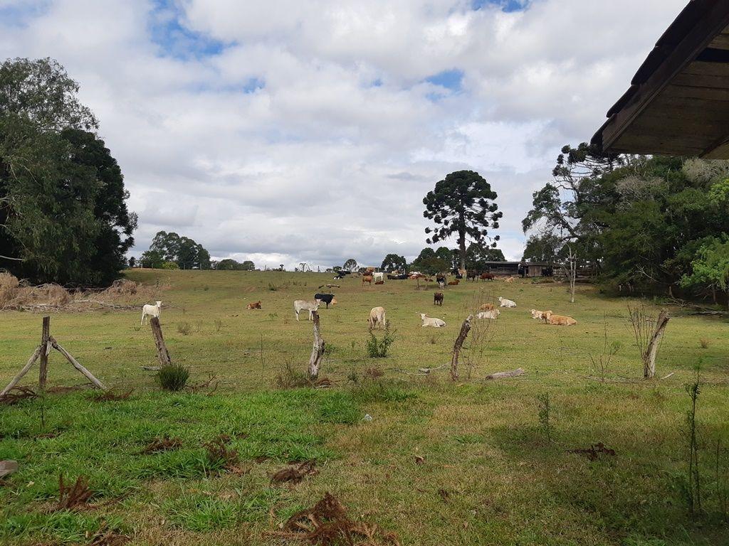Agrícola em Araucária - PR, no bairro Centro - Referência CH0019-NBBR