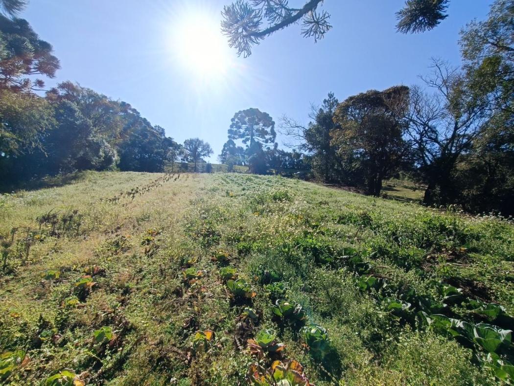 Agrícola em São José dos Pinhais - PR, no bairro Avencal - Referência CH0060-FGME