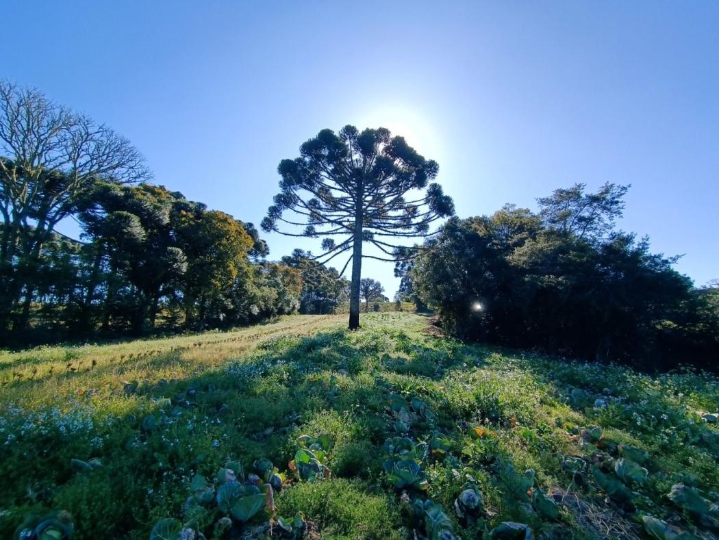 Terreno em São José dos Pinhais - PR, no bairro Avencal - Referência TE0132-FGME