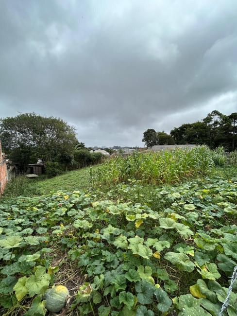  - TERRENO à venda por R$ 250.000,00 no bairro Roseira de São Sebastião - SÃO JOSÉ DOS PINHAIS / PR