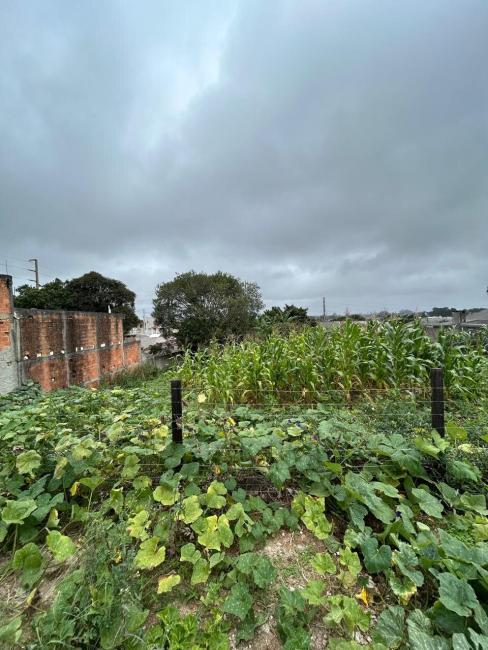 TERRENO à venda por R$ 250.000,00 no bairro Roseira de São Sebastião - SÃO JOSÉ DOS PINHAIS / PR - Voa Corretor - Site para corretores de imóveis