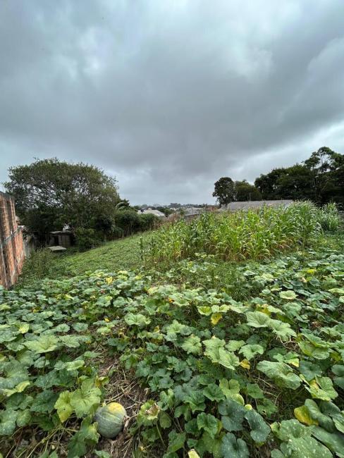  - TERRENO à venda por R$ 250.000,00 no bairro Roseira de São Sebastião - SÃO JOSÉ DOS PINHAIS / PR